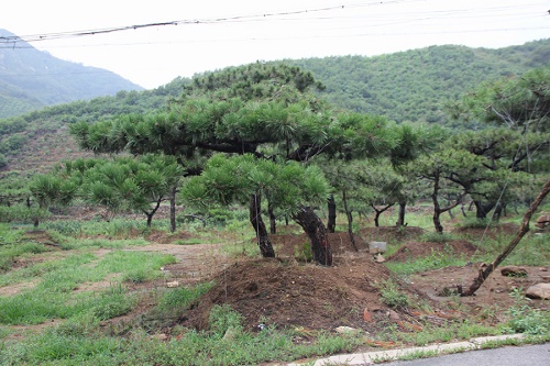 內蒙古樟子松 內蒙古樟子松