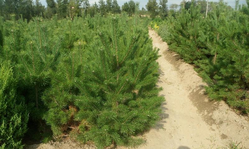 內(nèi)蒙古樟子松 內(nèi)蒙古樟子松