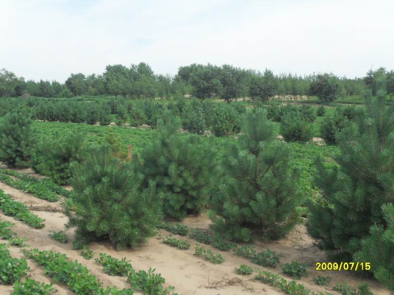 內(nèi)蒙古樟子松 內(nèi)蒙古樟子松