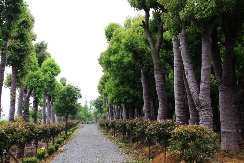 內蒙古苗木銷售 內蒙古苗木銷售