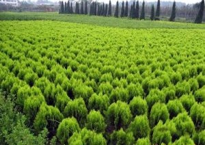 內蒙古苗木銷售 內蒙古苗木銷售