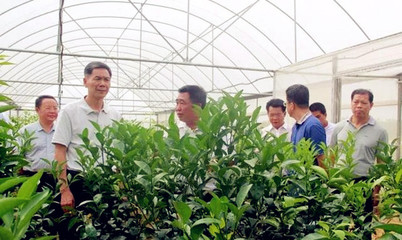 內(nèi)蒙古苗木銷售 內(nèi)蒙古苗木銷售