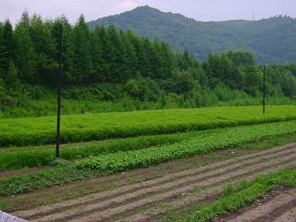 內(nèi)蒙古苗木銷售 內(nèi)蒙古苗木銷售