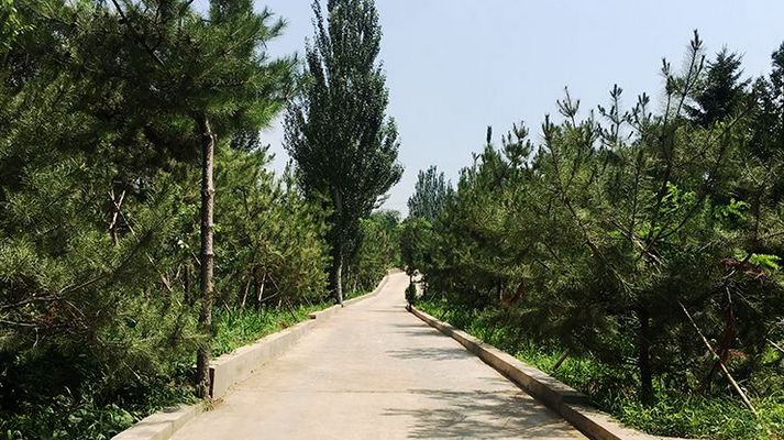 內(nèi)蒙古油松 內(nèi)蒙古油松