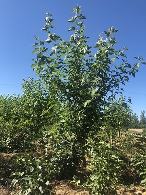 內蒙古苗木銷售 內蒙古苗木銷售