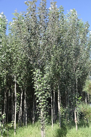 呼市新疆楊 呼市新疆楊