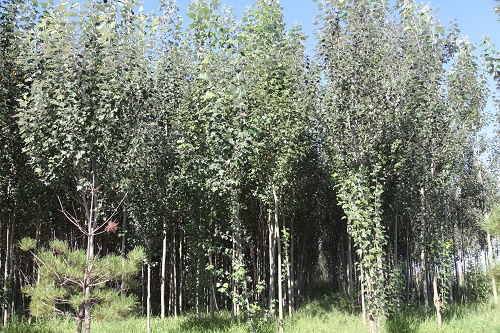 呼和浩特得新疆楊