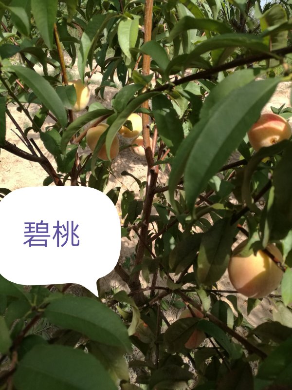 內蒙古苗木—碧桃