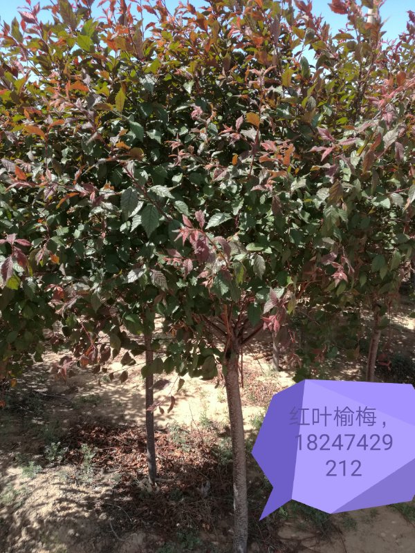 內蒙古苗木銷售 內蒙古苗木銷售