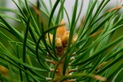 內蒙古樟子松 內蒙古樟子松