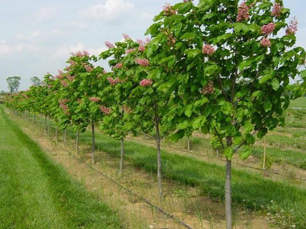 景觀苗木 景觀苗木