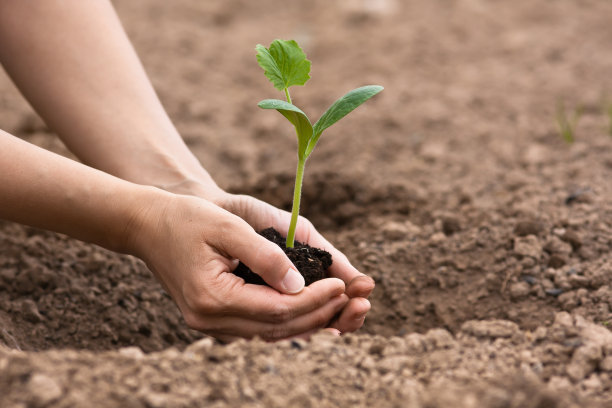 春季在栽植苗木中應該注意哪些問題？