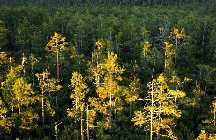 為什么說樟子松更適合做防腐木？