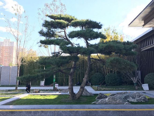 油松的移栽及栽后管理技術有哪些？