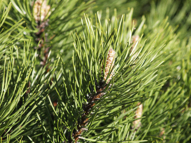 大家知道應該如何養護油松嗎？