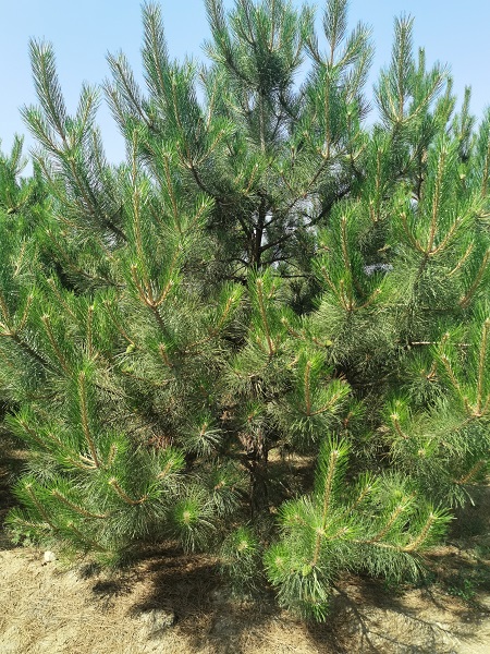 內蒙古油松 內蒙古油松