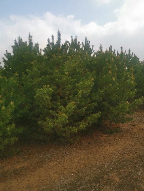 內蒙古樟子松 內蒙古樟子松