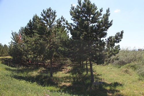 內蒙古油松 內蒙古油松