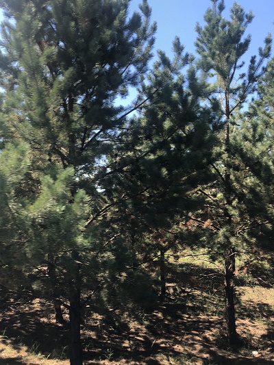 樟子松樹苗如何施肥？